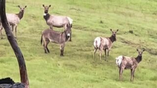 Donkey Elk Full Video