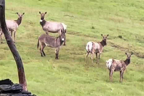 Donkey Elk Full Video